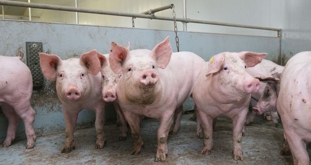 Nhẫn tâm bán lợn giống nhiễm tả lợn châu Phi cho nông dân - Ảnh 1.