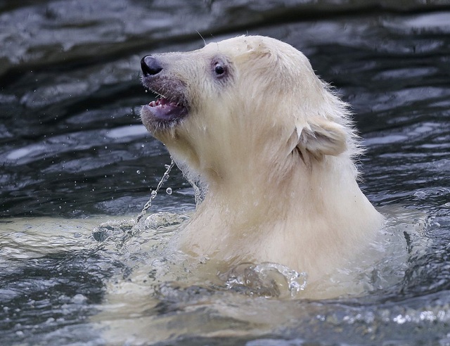 Nga triển khai dự án quốc gia về bảo tồn gấu trắng Bắc Cực - Ảnh 2.