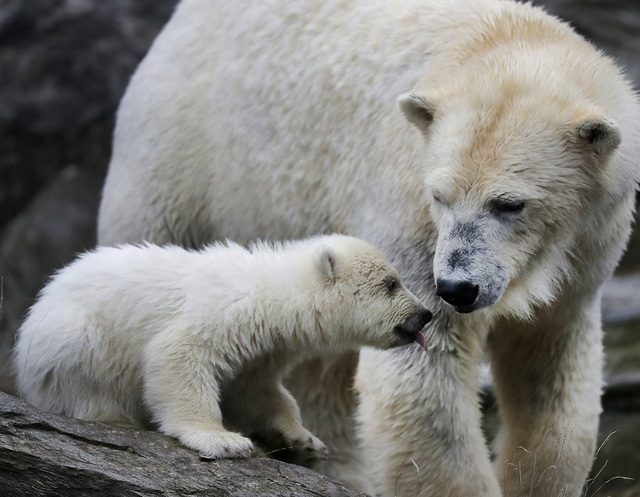 Nga triển khai dự án quốc gia về bảo tồn gấu trắng Bắc Cực - Ảnh 3.