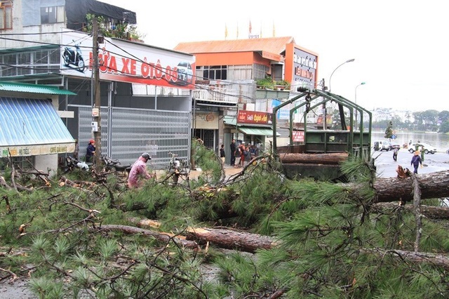 Mưa lớn gây sạt lở nghiêm trọng ở Đà Lạt,  nhiều cây xanh bị quật ngã - Ảnh 9.