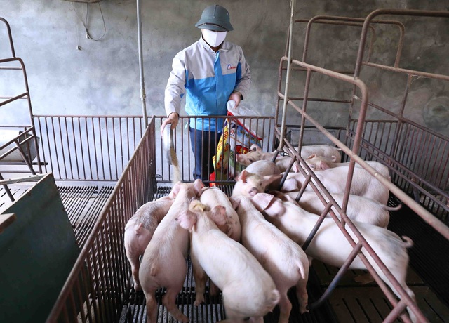 12 tỉnh, thành phố tăng đàn lợn 100%: Giá thịt cuối năm có giảm? - Ảnh 1.