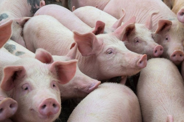 Giá thịt lợn đồng loạt giảm: Liệu có bền vững? - Ảnh 1.