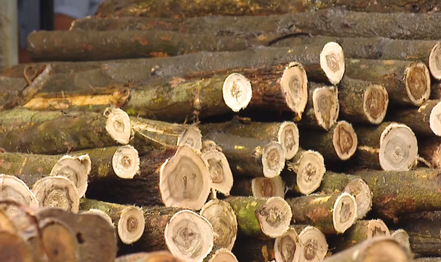 Giá bán gỗ nguyên liệu xuống thấp kỷ lục - Ảnh 1.