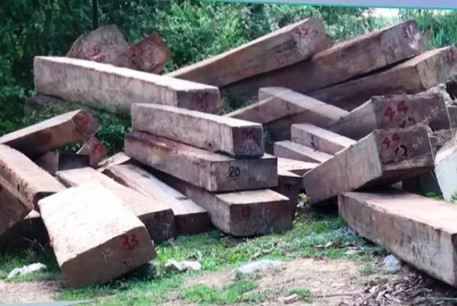 11m3 gỗ lậu được cất giấu trong rẫy - Ảnh 1.
