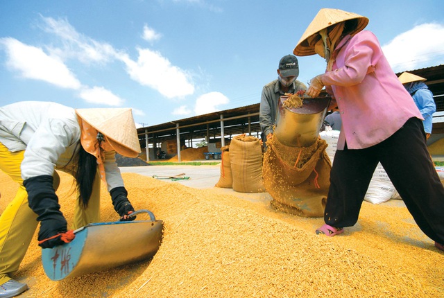 Gạo Việt tiếp tục bức tốc tiến vào EU nhờ EVFTA - Ảnh 1.