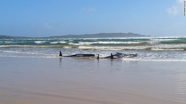 Hàng trăm con cá voi bị mắc cạn tại Australia, ít nhất 90 cá thể đã chết - Ảnh 1.