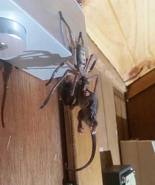 Hú vía, nhện độc khổng lồ xuất hiện ở nhà nghỉ - Ảnh 1.