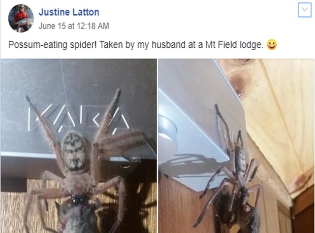 Hú vía, nhện độc khổng lồ xuất hiện ở nhà nghỉ - Ảnh 2.