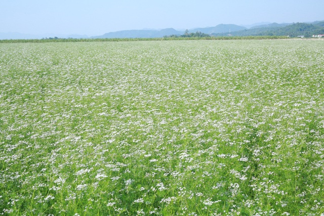 Mãn nhãn với cánh đồng mùi già rộng lớn nhất Việt Nam - Ảnh 1.