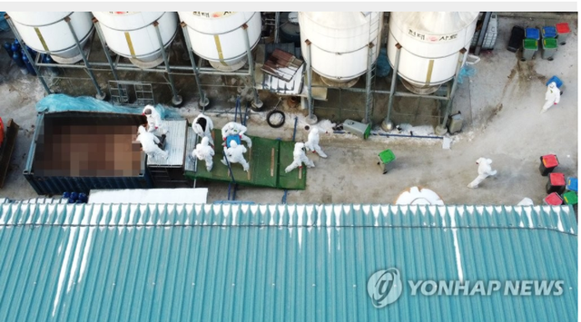 Hàn Quốc tiêu hủy gần 15 triệu gia cầm nhằm ngăn chặn dịch cúm độc lực cao - Ảnh 1.