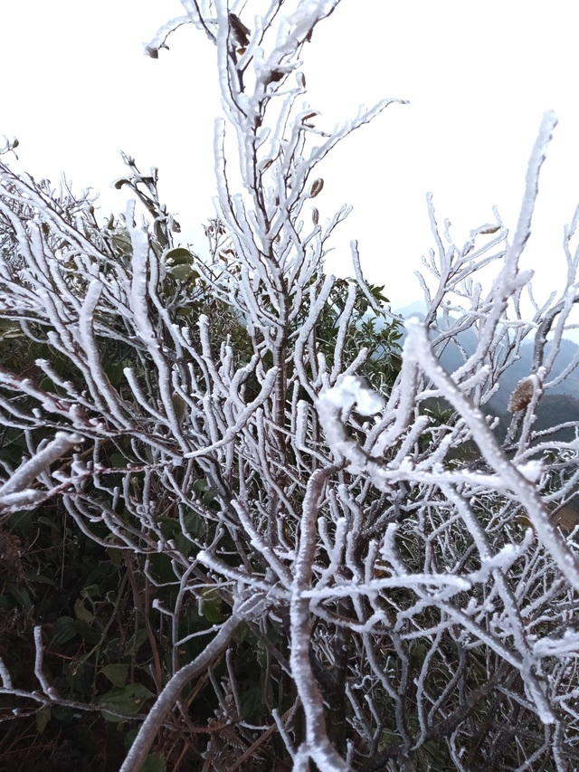 Nhiệt độ giảm sâu, nhiều nơi ở Hà Giang phủ băng tuyết trắng - Ảnh 3.