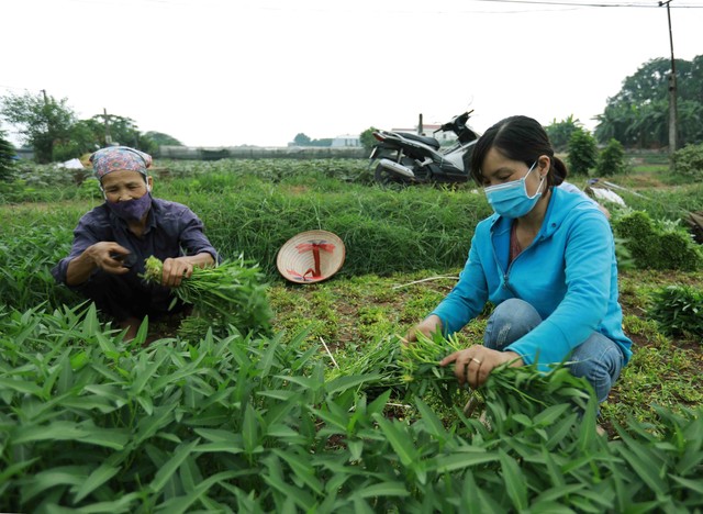 Hà Nội phấn đấu thu nhập của nông dân đạt 80 triệu đồng/người/năm vào 2025 - Ảnh 1.