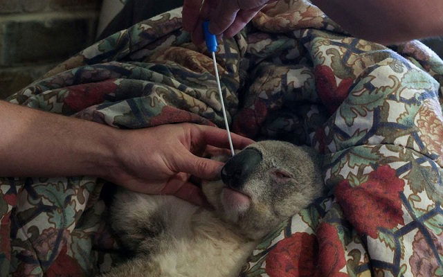 Tiêm vaccine ngừa bệnh lây qua đường tình dục chlamydia để kéo dài sự sống cho koala - Ảnh 1.