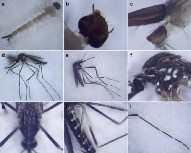 Muỗi ngoại lai từ Đông Á có thể là vật trung gian truyền bệnh và virus tại Italy - Ảnh 1.