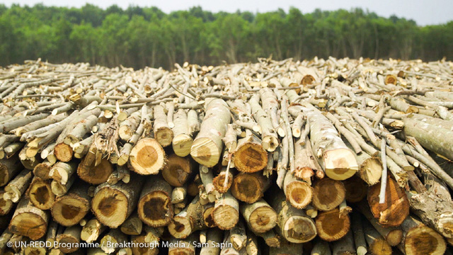 Congo sẽ cấm xuất khẩu gỗ tròn để giảm phá rừng, phục hồi và tái tạo rừng tự nhiên - Ảnh 1.