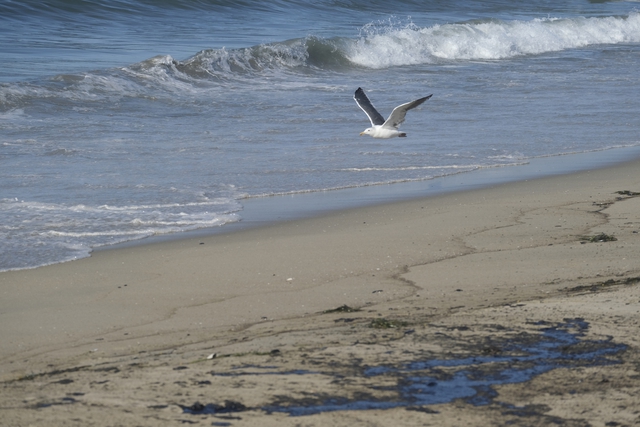Tràn dầu nghiêm trọng ngoài khơi California, cá và chim chết trôi dạt vào bãi biển Huntington - Ảnh 2.