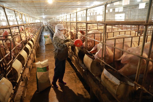 Giá lợn hơi có nơi dưới 40.000 đồng/kg - Ảnh 1.