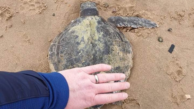 Rùa biển quý hiếm nhất thế giới dạt vào bãi biển xứ Wales sau cơn bão Arwen - Ảnh 4.