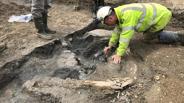 “Nghĩa địa voi ma mút” 200.000 năm tuổi được khai quật tại Anh - Ảnh 2.