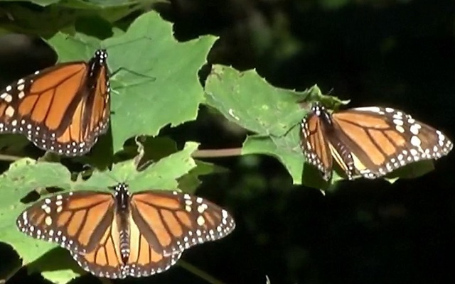 Hàng triệu con bướm vua di cư tới Mexico - Ảnh 1.