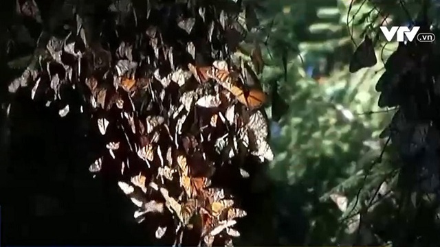 Hàng triệu con bướm vua di cư tới Mexico - Ảnh 2.
