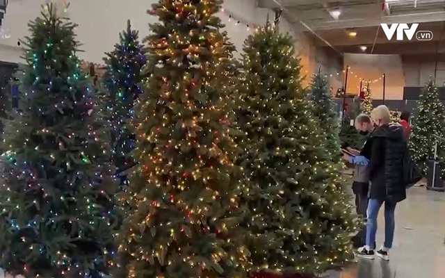 Thiếu nguồn cây thông đón Giáng sinh tại Mỹ - Ảnh 1.