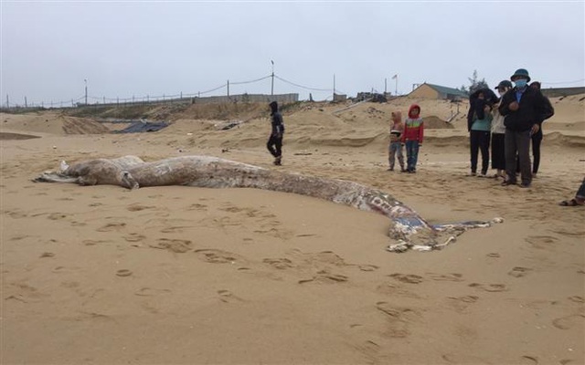 Xác cá voi 1 tấn trôi dạt vào bờ biển Quảng Bình - Ảnh 2.