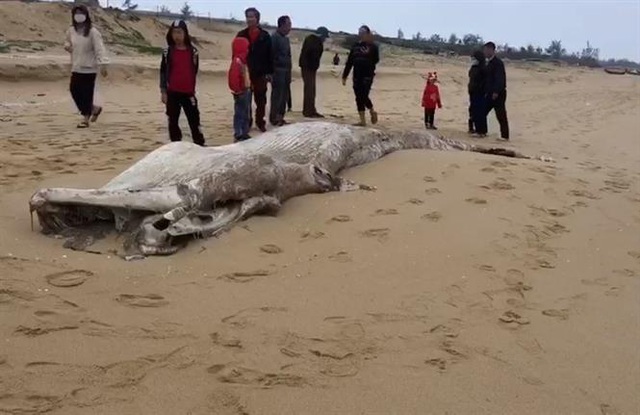 Xác cá voi 1 tấn trôi dạt vào bờ biển Quảng Bình - Ảnh 1.