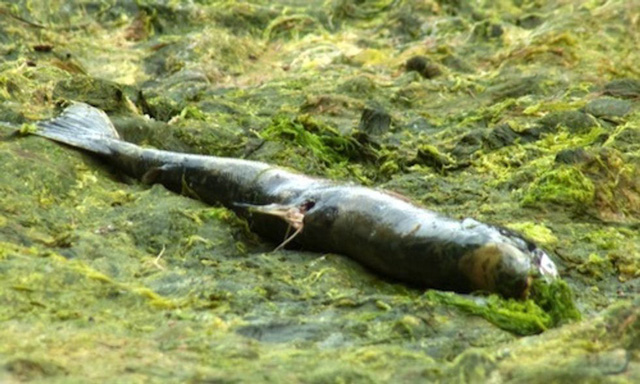 Tảo “sát thủ” khiến hơn 4.200 tấn cá hồi chết tại Chile - Ảnh 1.