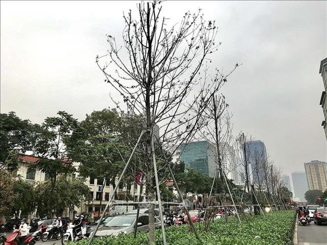 Cây xanh ở Thủ đô Hà Nội: Không thể cứ thích là trồng - Ảnh 1.