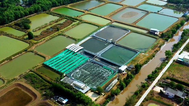 
Some shrimp farms apply Gro-farm technology in Bac Lieu
