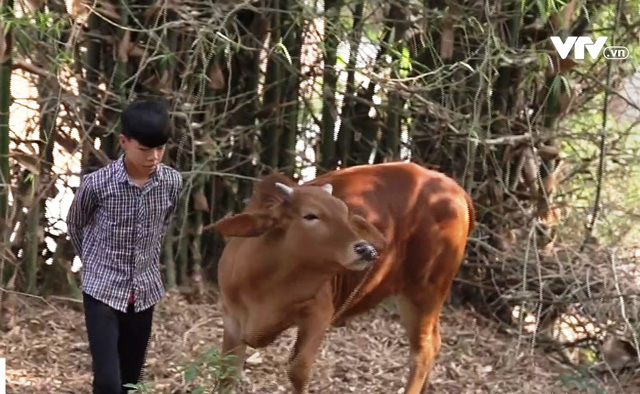 Tinh thần lạc quan của cậu bé chăn bò ở Bắc Giang - Ảnh 3.