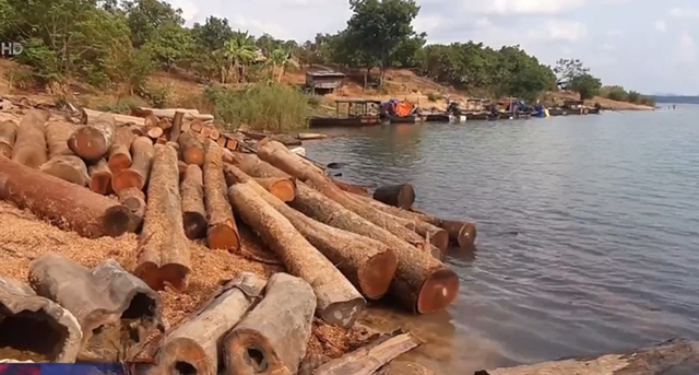 Cận cảnh bãi gỗ lậu khổng lồ dưới lòng hồ thủy điện Sê San 4 - Ảnh 1.