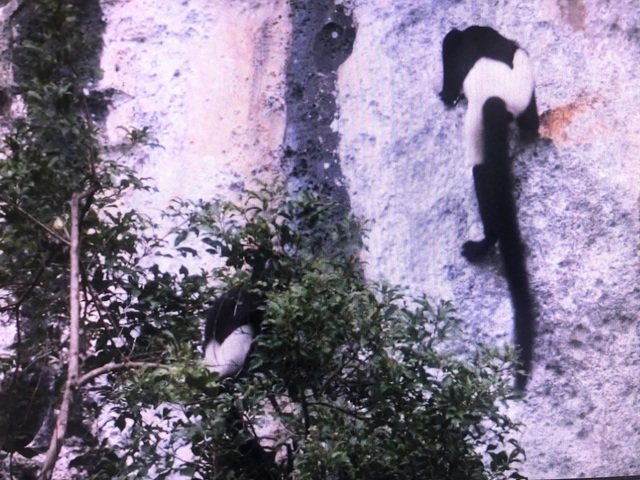 Phê duyệt khu bảo tồn loài voọc mông trắng tại huyện Kim Bảng  - Ảnh 2.