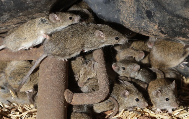 Hàng triệu con chuột khủng bố người dân New South Wales, Australia - Ảnh 3.