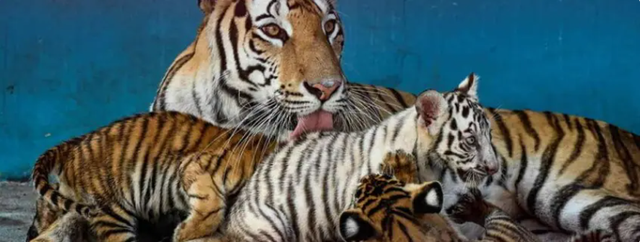 Hổ trắng quý hiếm ra đời ở Vườn thú quốc gia Cuba - Ảnh 1.