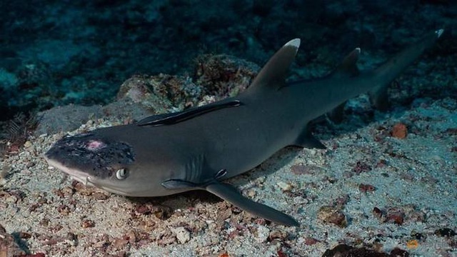 Cá mập ở rạn san hô Malaysia mắc bệnh ngoài da bí ẩn - Ảnh 1.