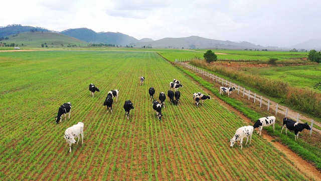 Tổ hợp trang trại bò sữa của Vinamilk tại Lào dự kiến đi vào hoạt động vào quý I/2022 - Ảnh 5.