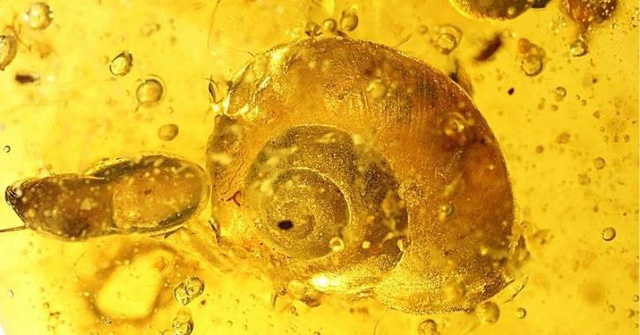 Phát hiện hóa thạch loài ốc sên mới mắc kẹt 99 triệu năm trong hổ phách - Ảnh 2.