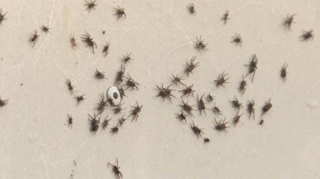 Vì sao hàng loạt mạng nhện phủ trắng các khu vực của bang Victoria, Australia? - Ảnh 1.