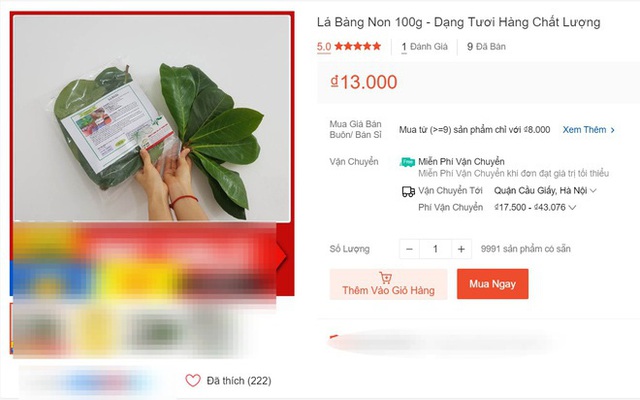 Hết lá khô 1.000 đồng, đến lượt lá bàng tươi được hét giá 100.000 đồng/kg - Ảnh 1.