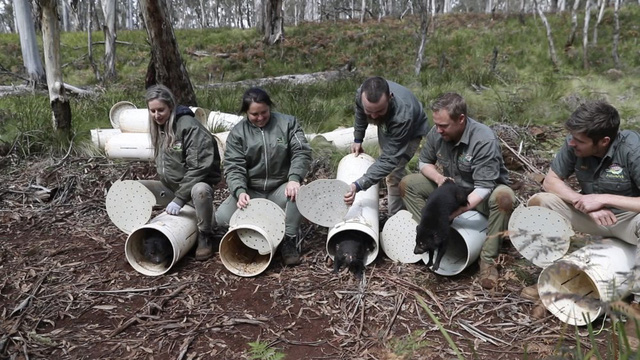Thú ăn thịt quỷ Tasmania tàn sát hàng nghìn con chim cánh cụt trên đảo Australia - Ảnh 1.