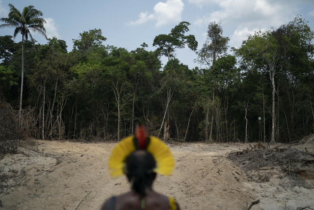 Brazil điều động binh sĩ quân đội chống phá rừng Amazon - Ảnh 2.