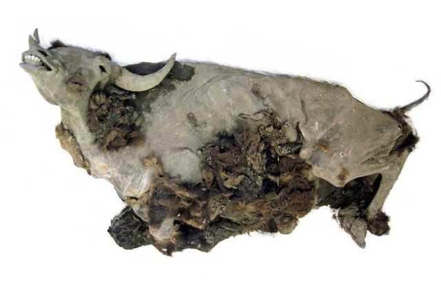 5 sinh vật thời tiền sử được phát hiện nguyên vẹn trong băng - Ảnh 4.