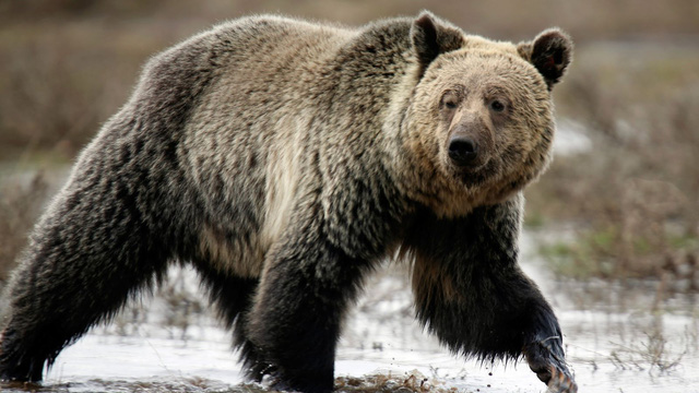Mỹ săn tìm gấu lớn tấn công chết người - Ảnh 1.