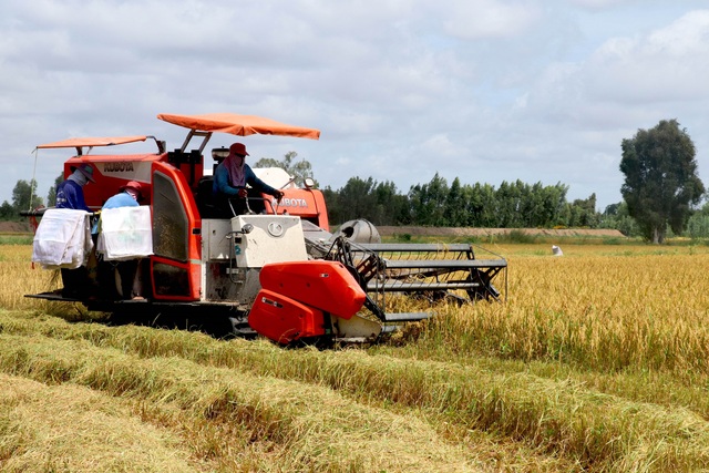 Tạo thuận lợi tối đa cho thu hoạch, thu mua lúa - Ảnh 2.