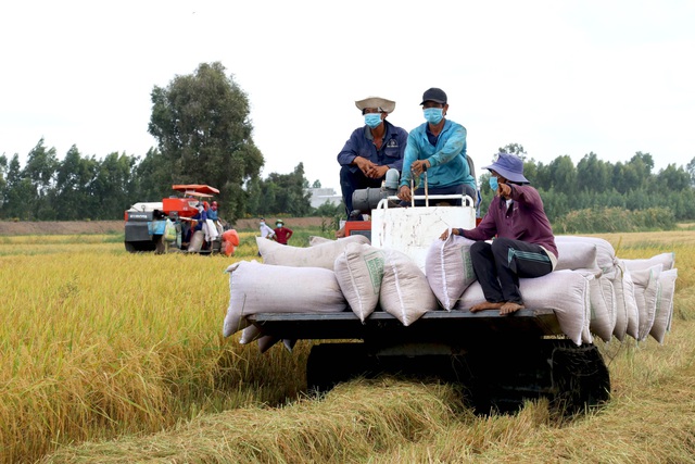 Tạo thuận lợi tối đa cho thu hoạch, thu mua lúa - Ảnh 1.