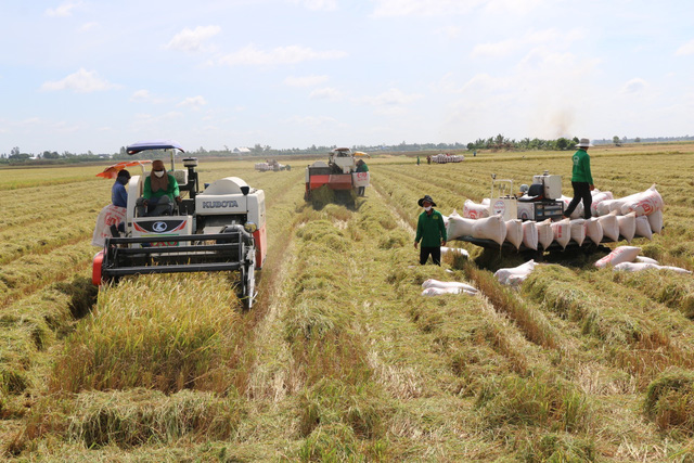 Các địa phương đẩy mạnh thu hoạch, vận chuyển lúa - Ảnh 1.