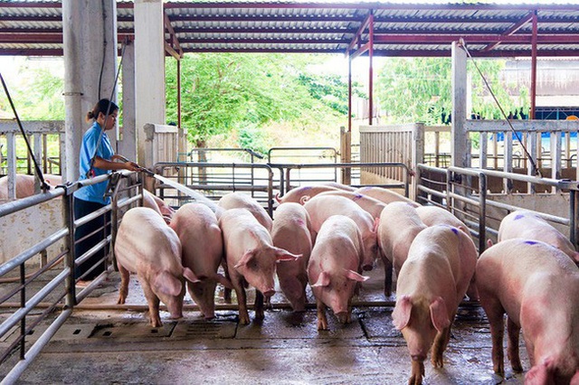 Giá lợn hơi đang tăng lên từng ngày - Ảnh 1.