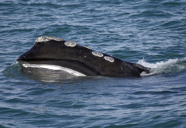 Hàng loạt mối nguy đe dọa gây tử vong cho 1,3 triệu cá voi đại dương - Ảnh 1.